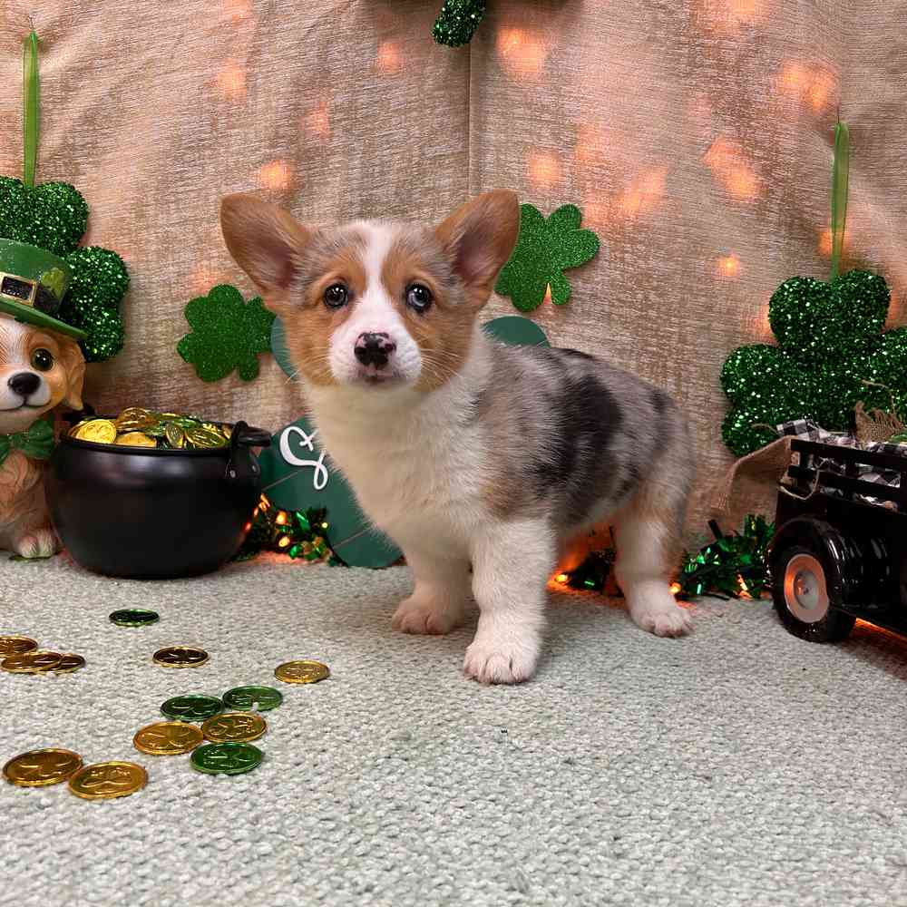 carousel pet images