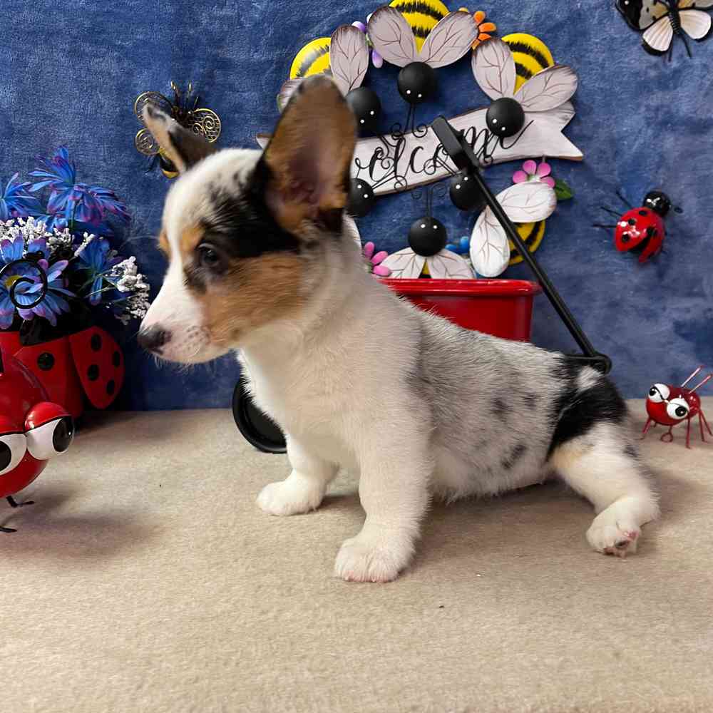 carousel pet images