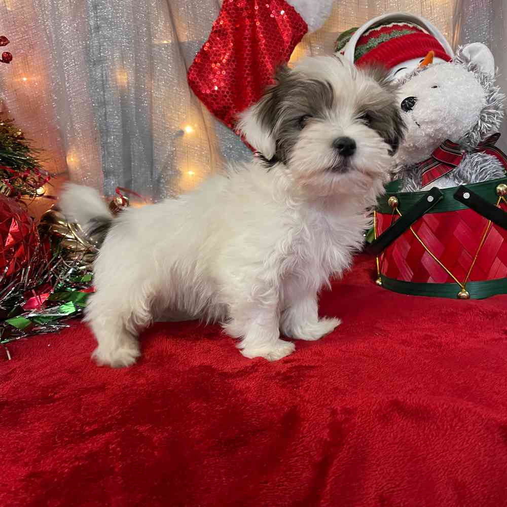 carousel pet images
