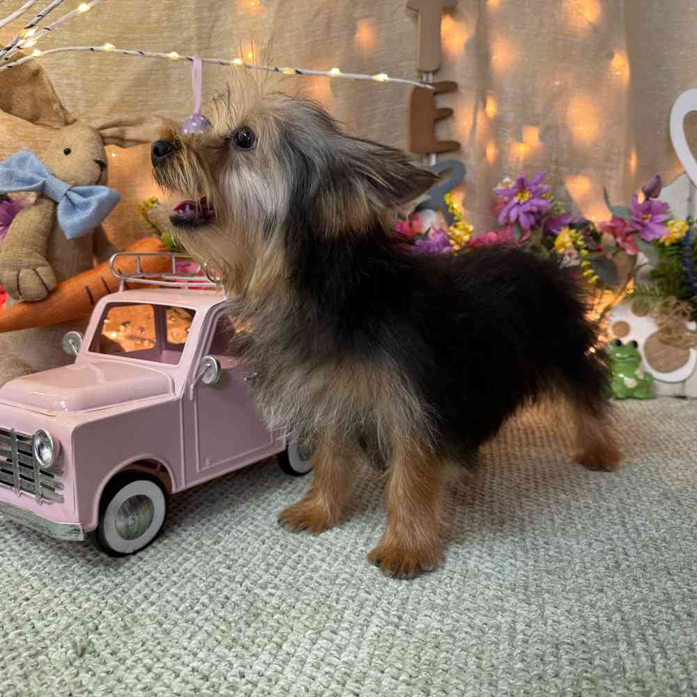 carousel pet images