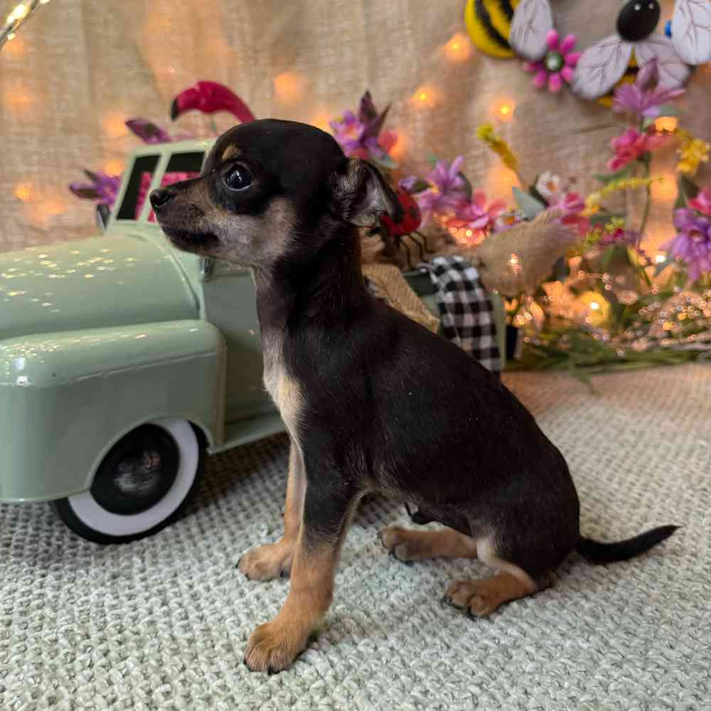 carousel pet images