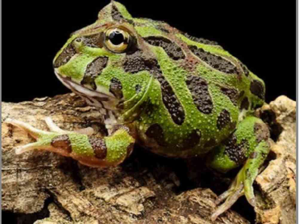 Image of a pet breed in the gallery