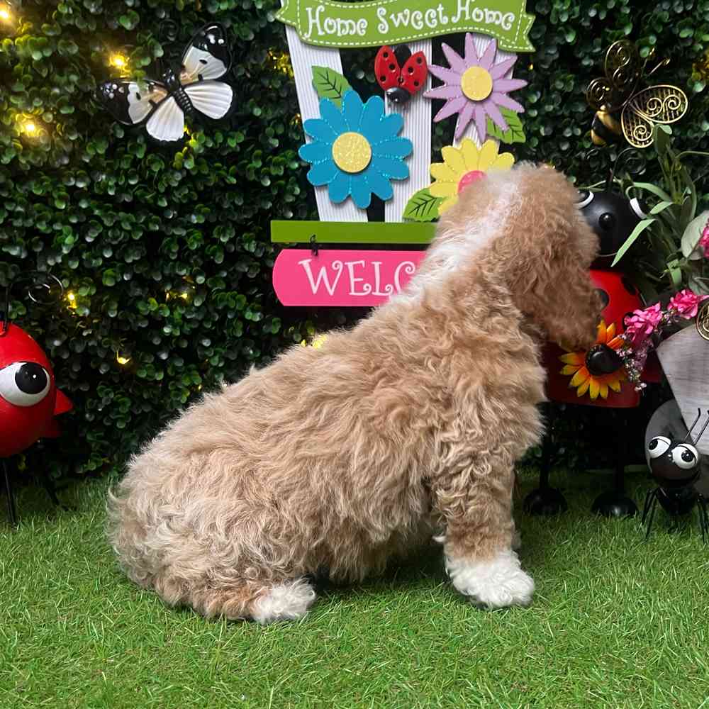 carousel pet images