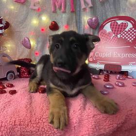 German Shepherd