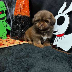 Shih Tzu