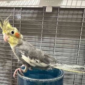 Cockatiel