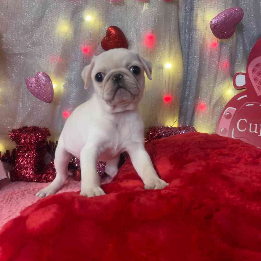 carousel pet images