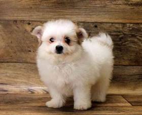 Bichon-A-Ranian