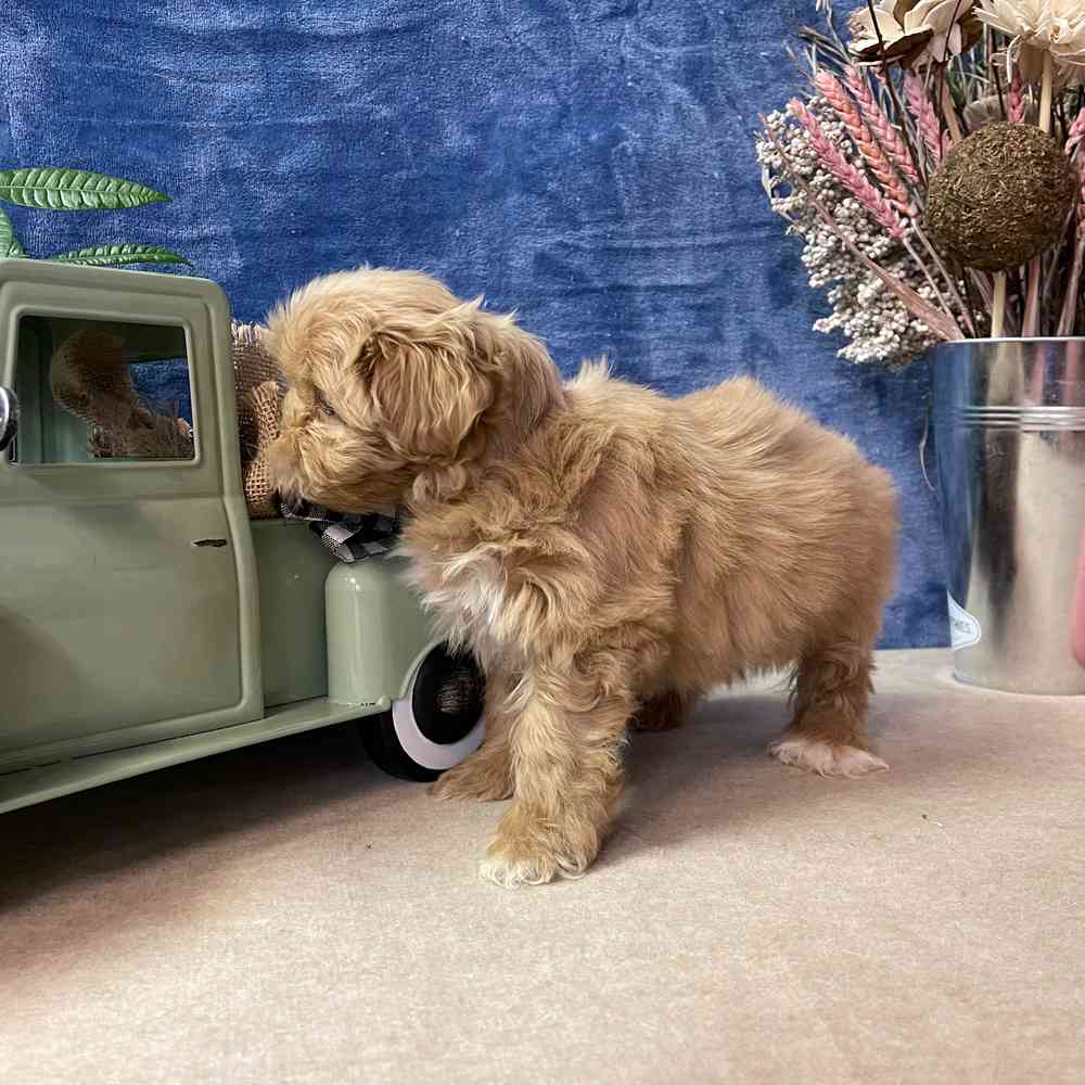 carousel pet images