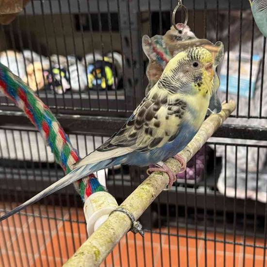 Parakeet