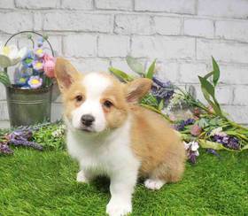 Pembroke Welsh Corgi