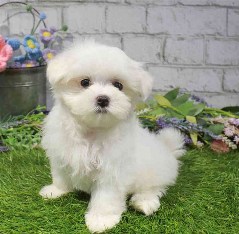 carousel pet images