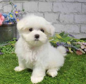 Maltese