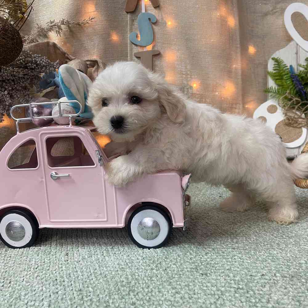 carousel pet images