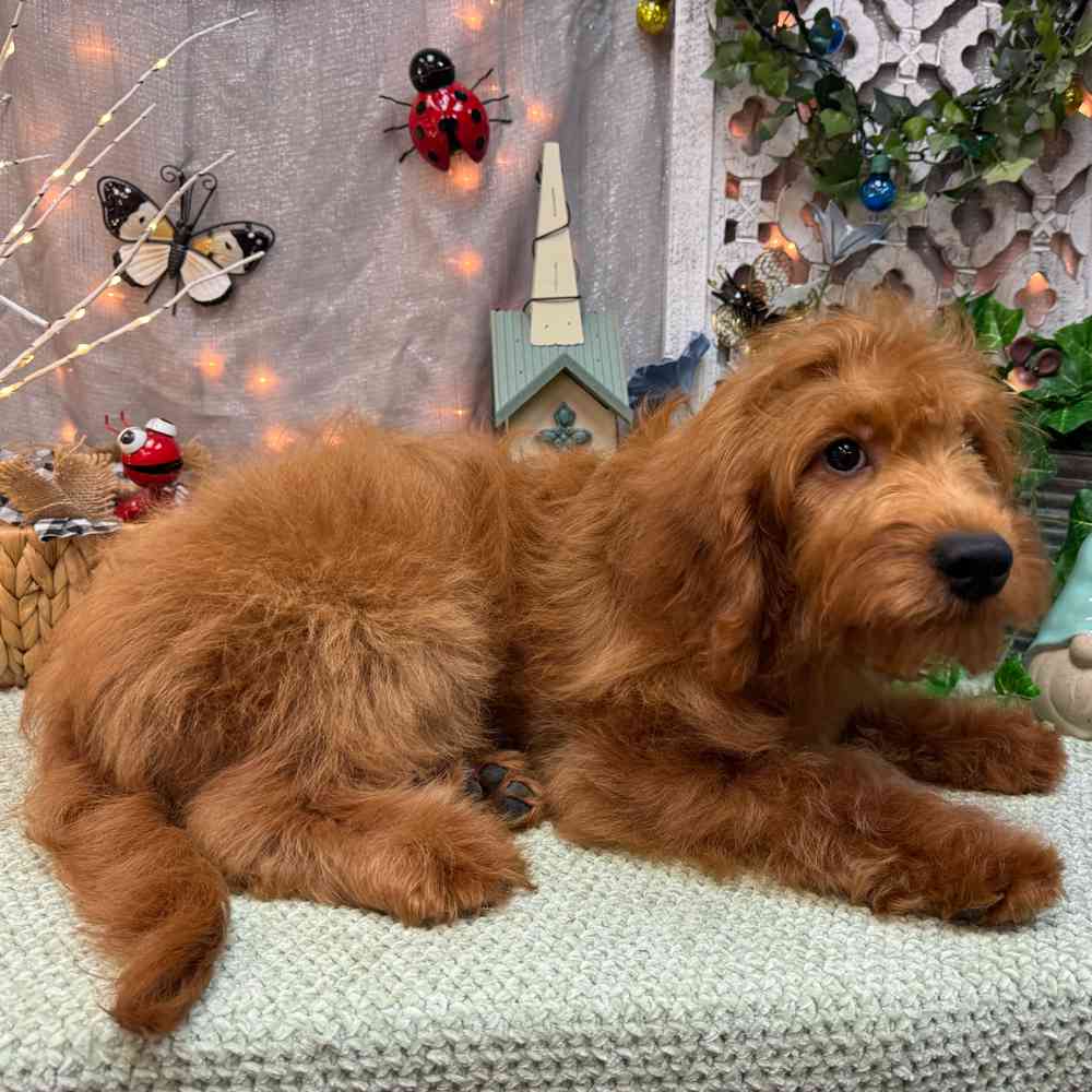 carousel pet images