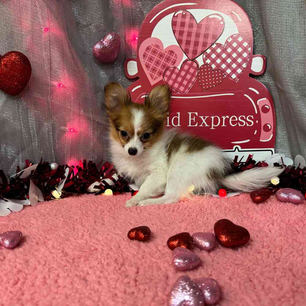 carousel pet images