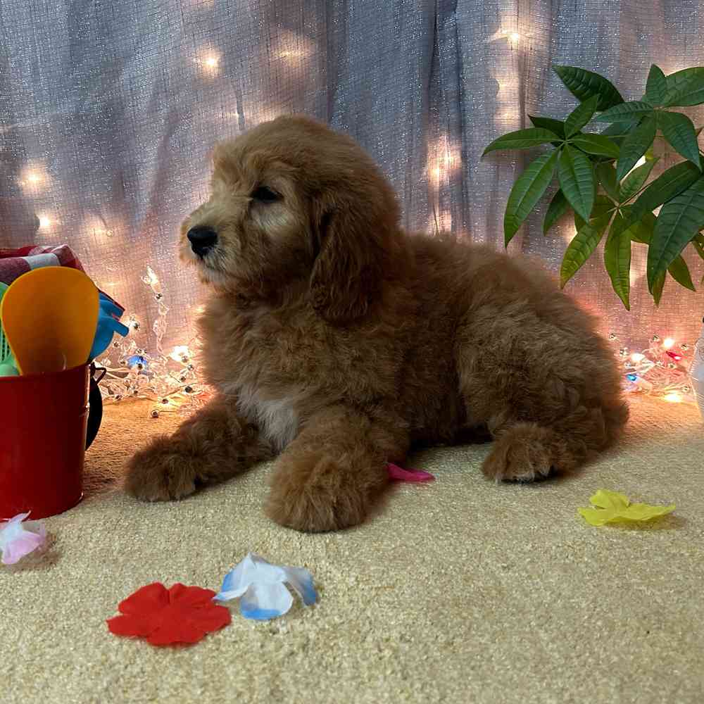 carousel pet images