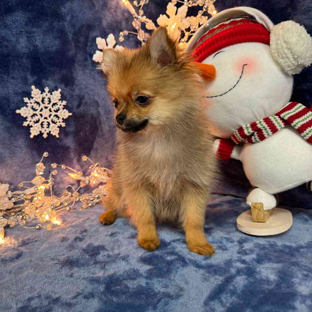 carousel pet images