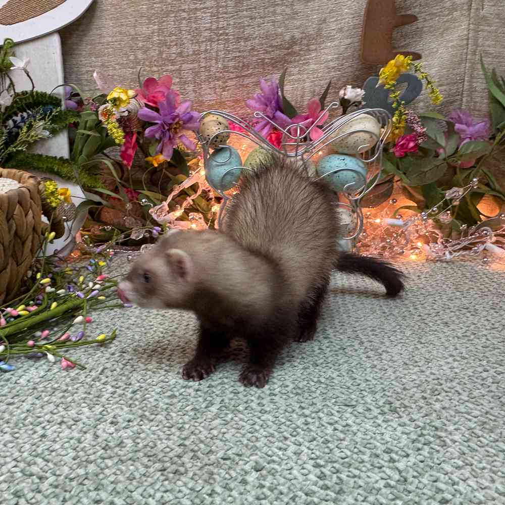 carousel pet images