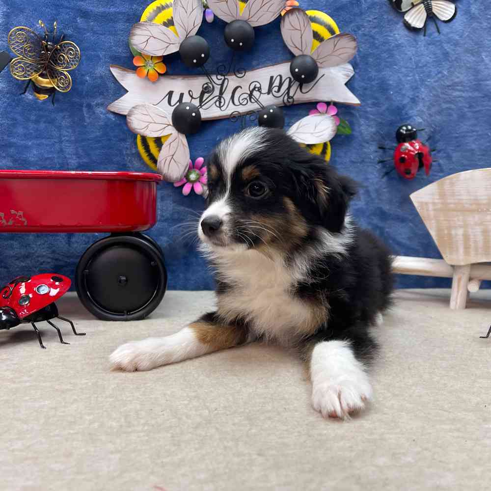carousel pet images