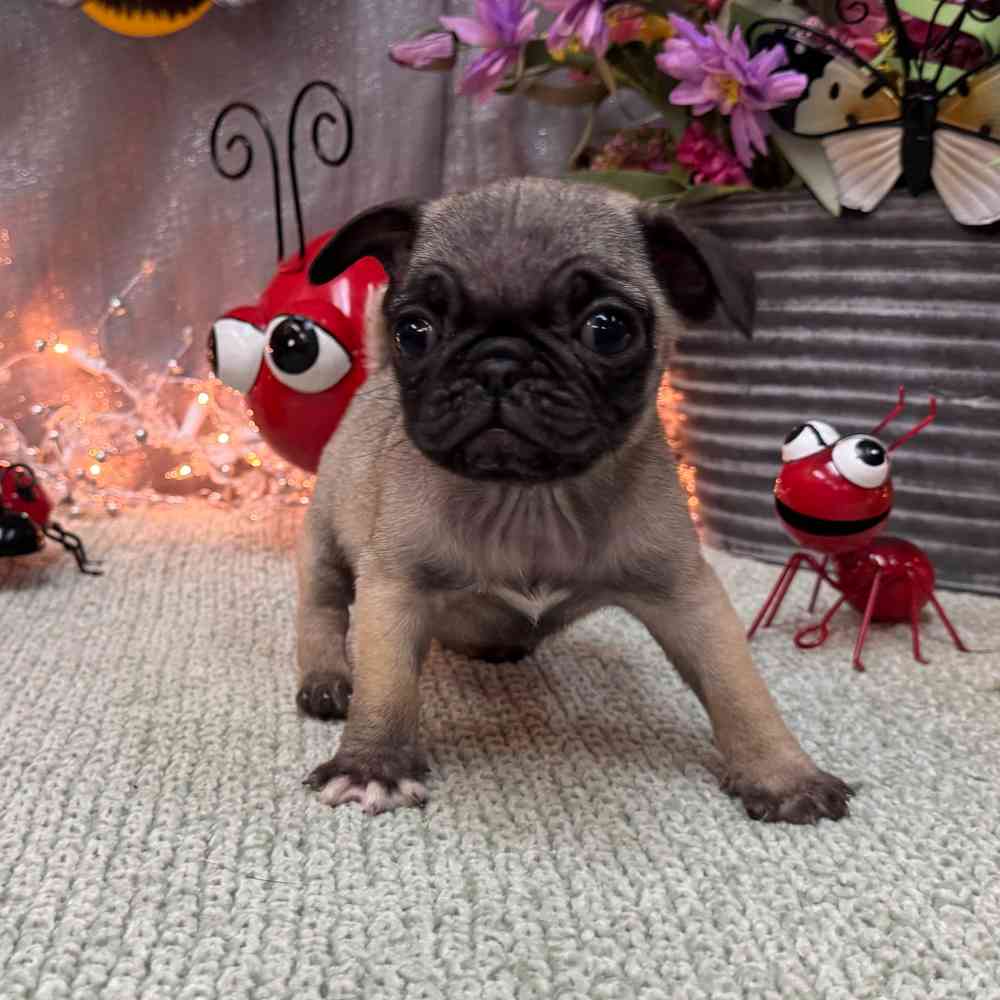 Image of a pet breed in the gallery