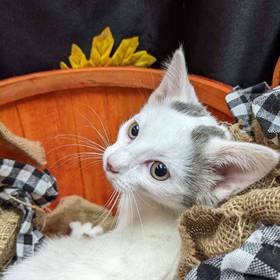 Domestic Short Hair
