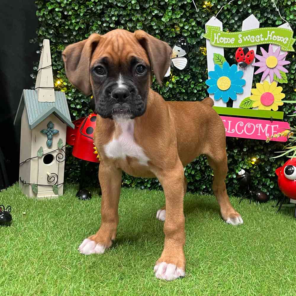 carousel pet images