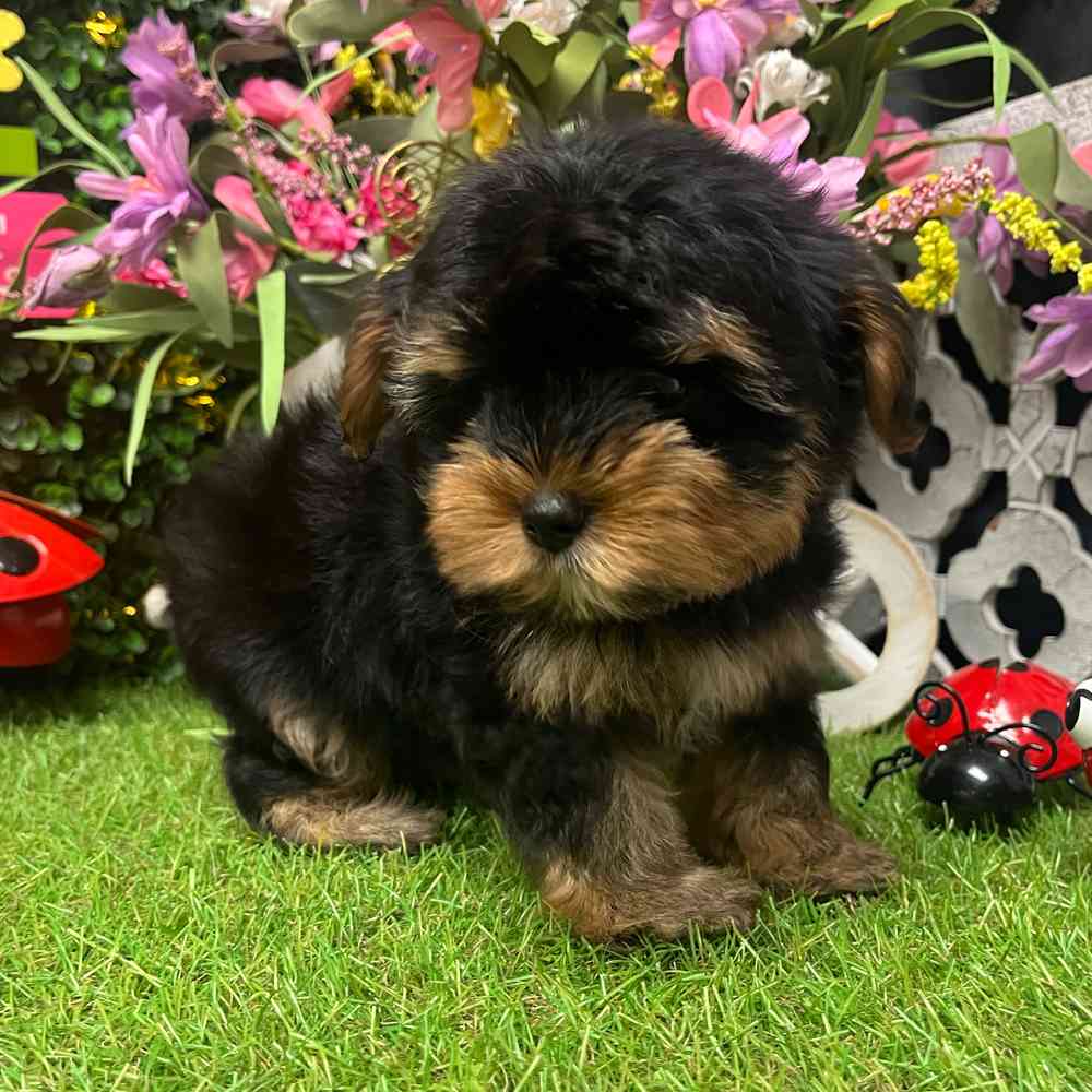 carousel pet images