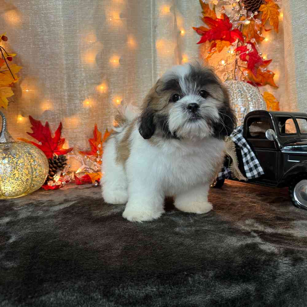 carousel pet images