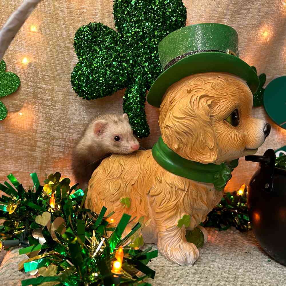 carousel pet images