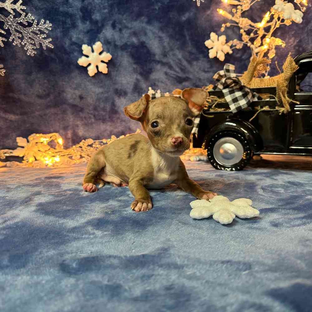 carousel pet images