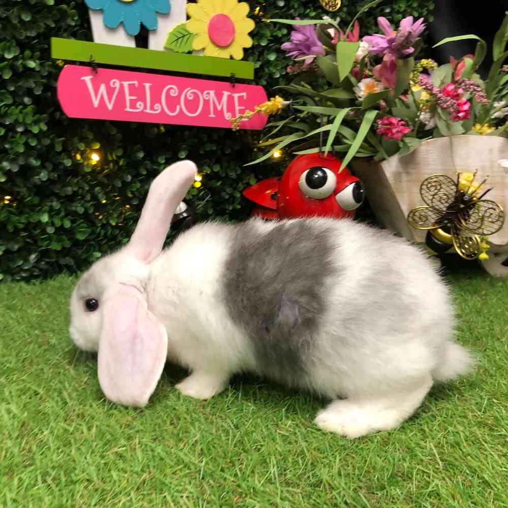 carousel pet images