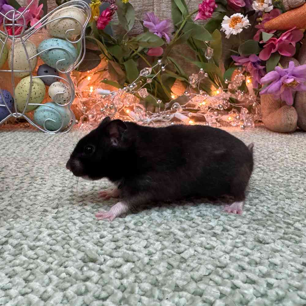 carousel pet images
