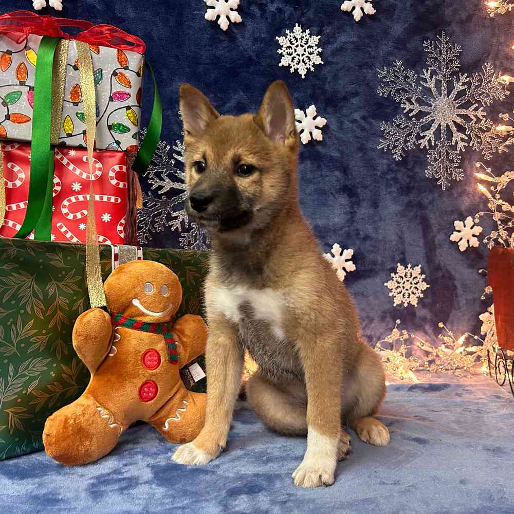 carousel pet images