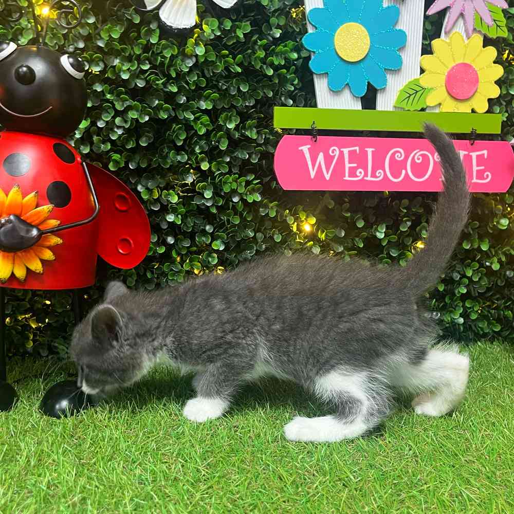 carousel pet images