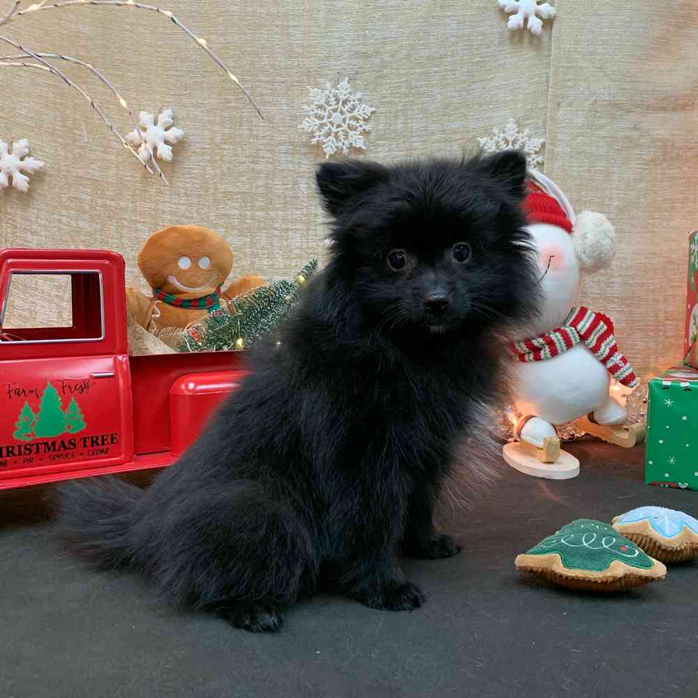 carousel pet images