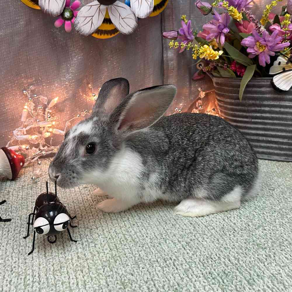 carousel pet images