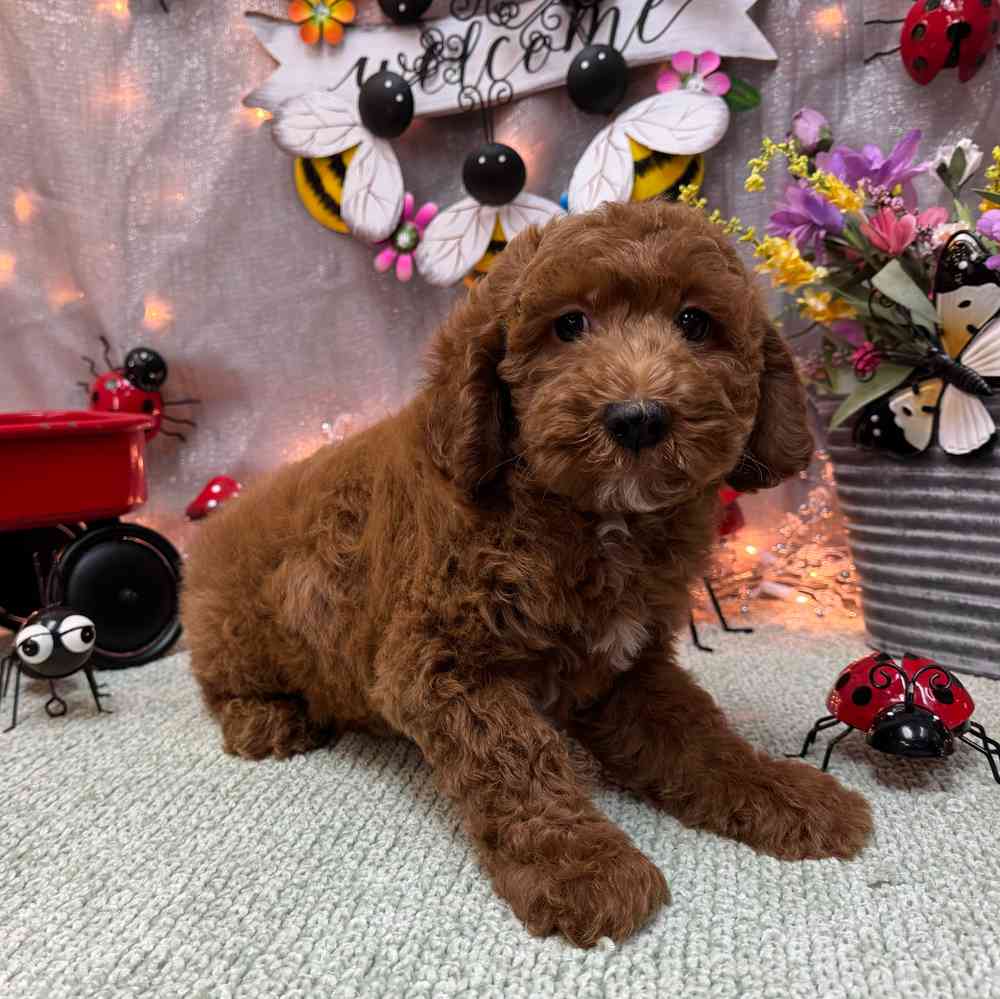 carousel pet images