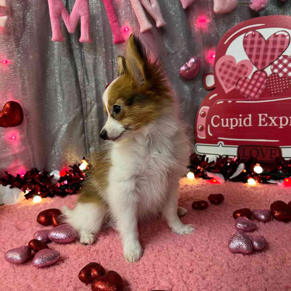 carousel pet images