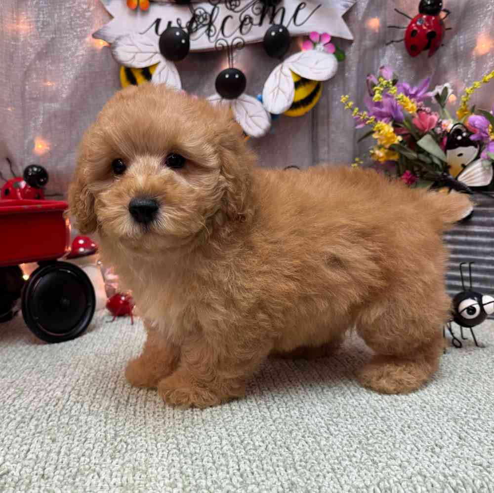 Image of a pet breed in the gallery