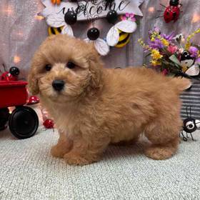 Bichon- Poo