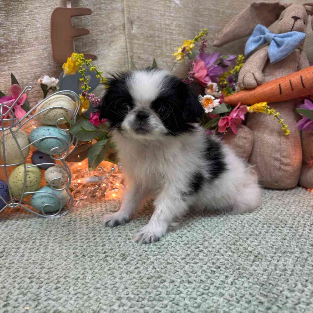 carousel pet images