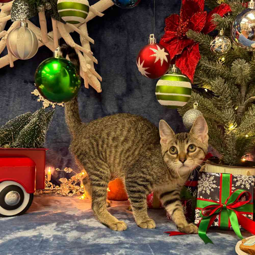 carousel pet images