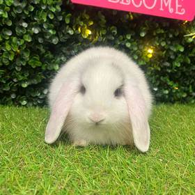 Holland Lop