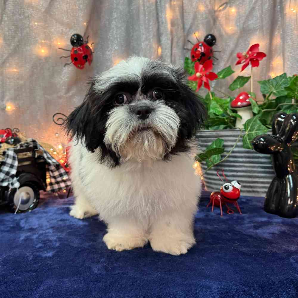 carousel pet images