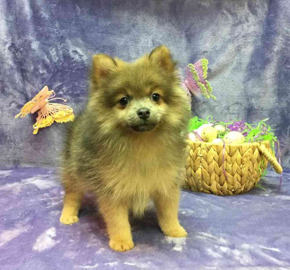 Puppy