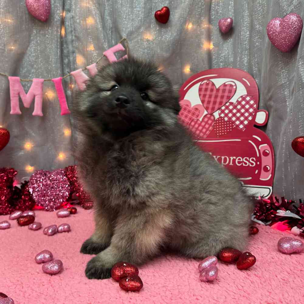 carousel pet images