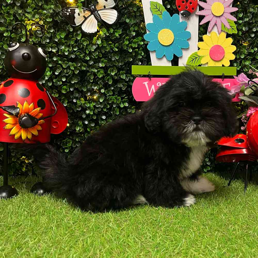 carousel pet images