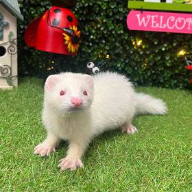 Ferret