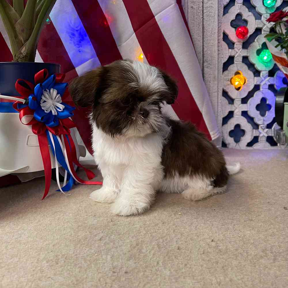 carousel pet images